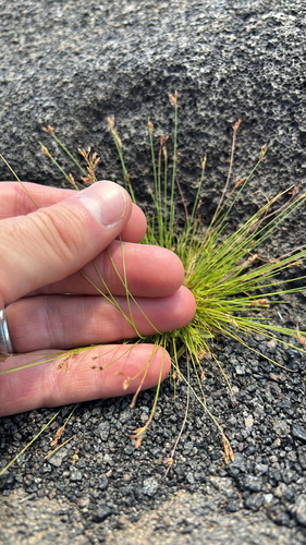 Bulbostylis capillaris observed 2026-05-21