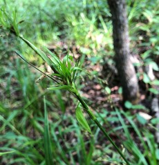 Scirpus lineatus