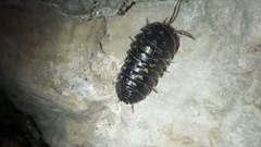 Armadillidium depressum