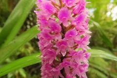 Arpophyllum giganteum