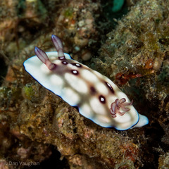 Goniobranchus hintuanensis