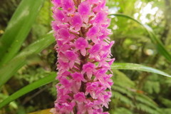 Arpophyllum giganteum