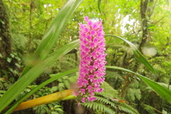 Arpophyllum giganteum