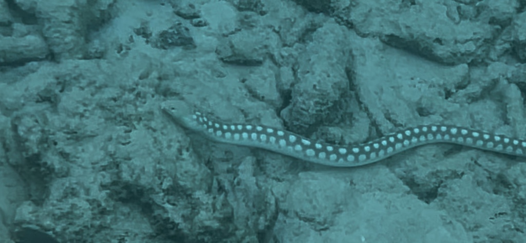 Sharptail Eel