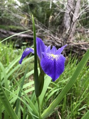 Iris savannarum