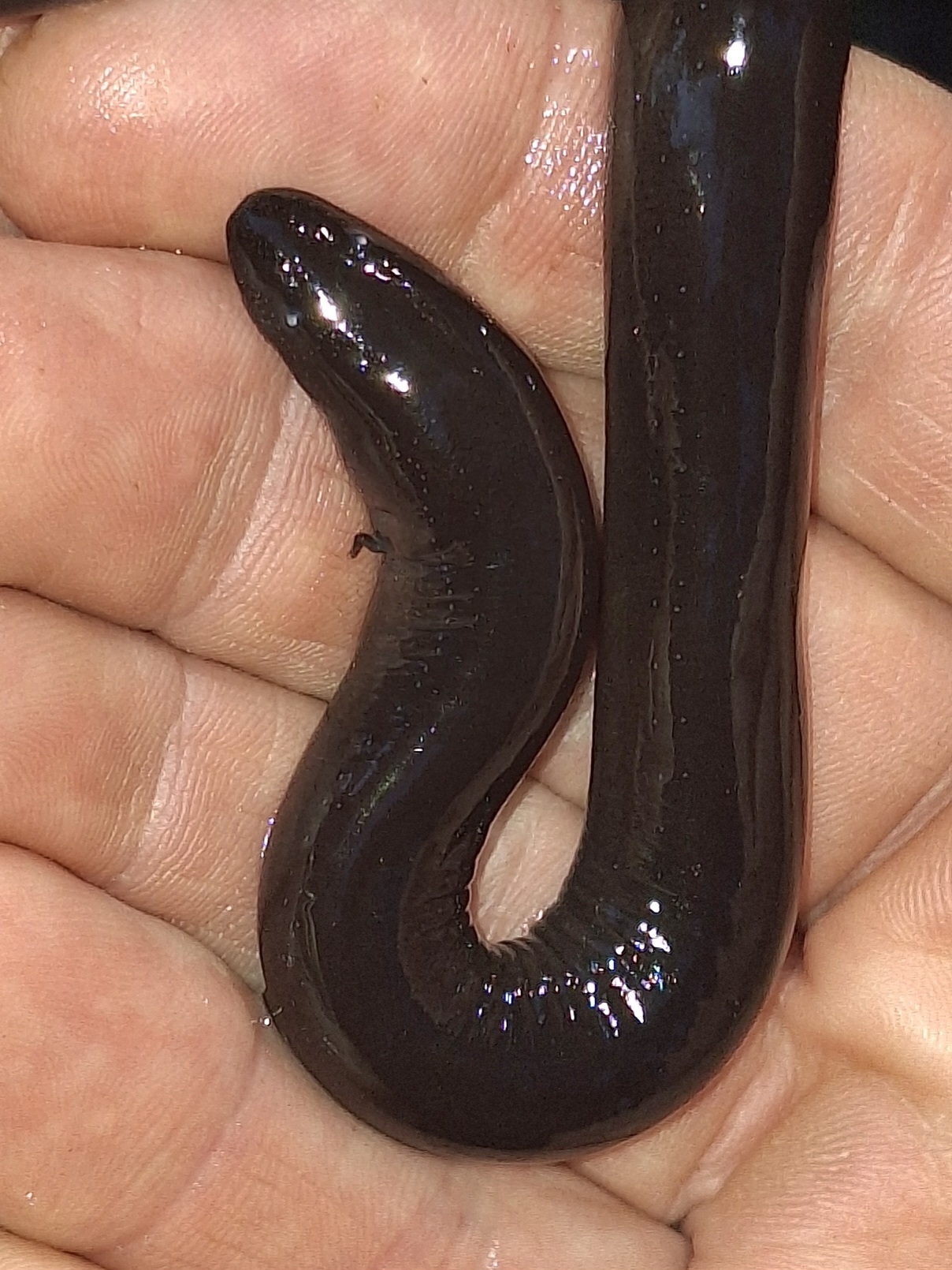 Amphiuma means Garden, 1821