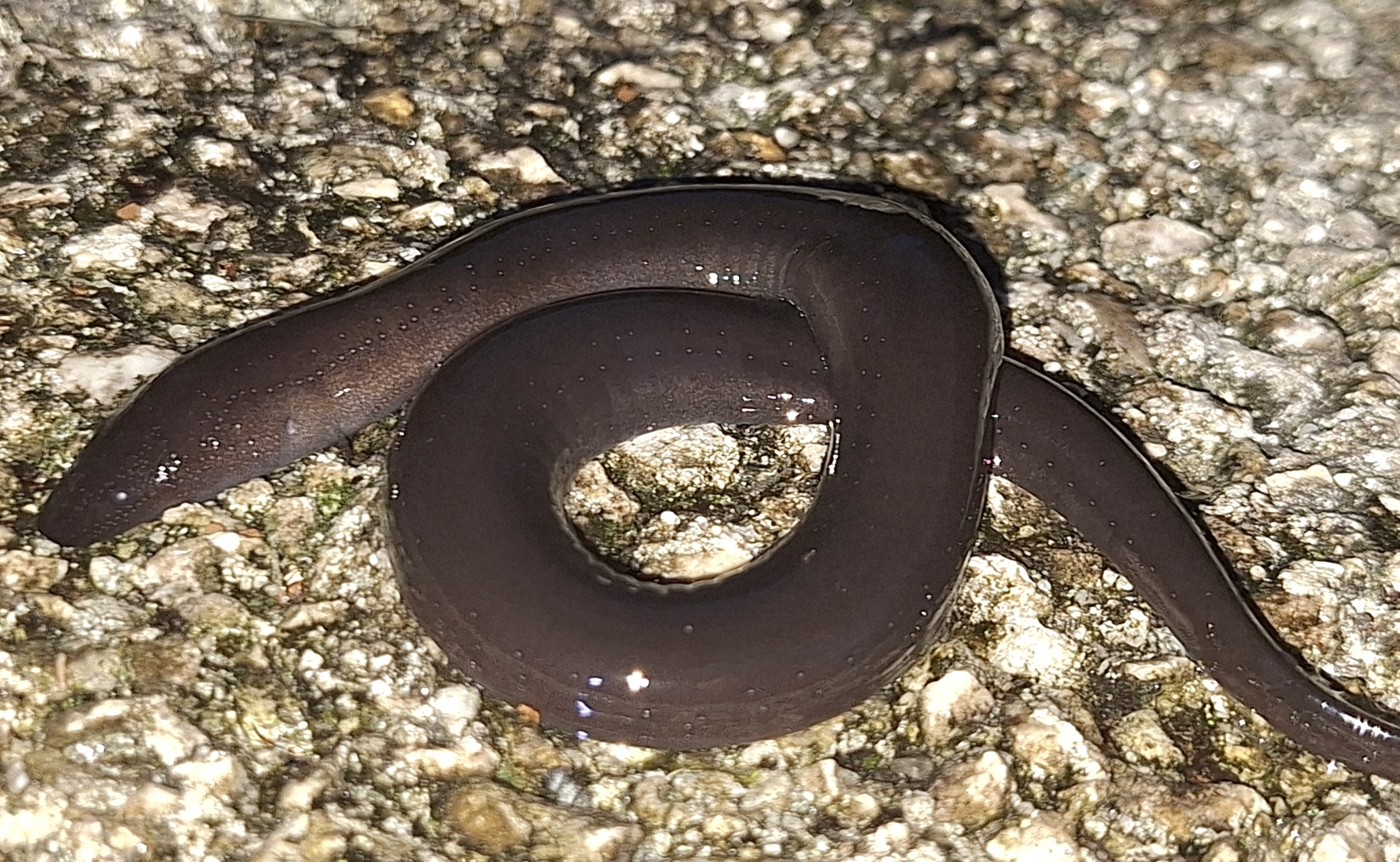 Amphiuma means Garden, 1821