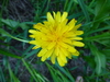 Alpine Lake False-Dandelion - Photo (c) meadowatch, some rights reserved (CC BY-NC), uploaded by meadowatch