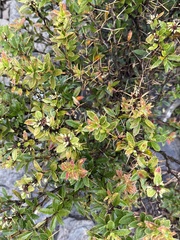 Berberis kawakamii