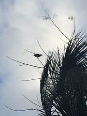 Patagioenas leucocephala