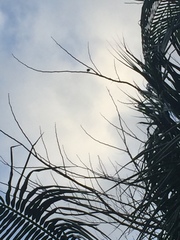 Tyrannus caudifasciatus