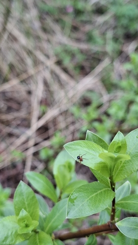 Hypselistes jacksoni