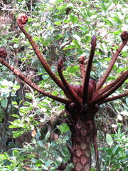 Sphaeropteris