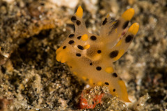 Thecacera