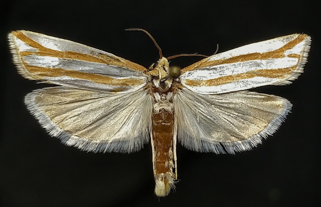 Pelochrista crambitana