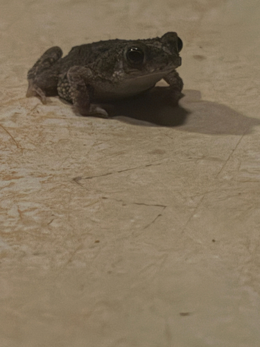 granular toad
