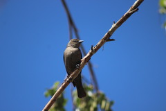 Molothrus bonariensis