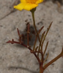 Steirodiscus tagetes