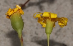 Steirodiscus tagetes
