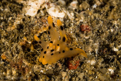 Thecacera