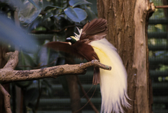 Lesser Bird-Of-Paradise photo 4