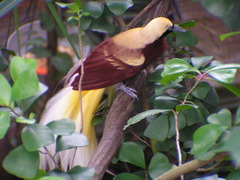 Lesser Bird-Of-Paradise photo 5