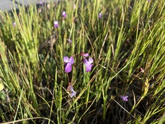 Collinsia sparsiflora