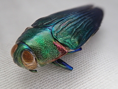 Colobogaster resplendens