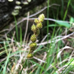Carex alata