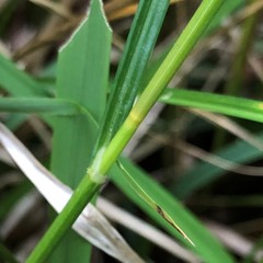 Carex alata