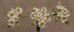 Capnophyllum africanum