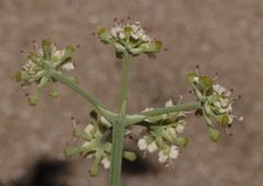 Capnophyllum africanum