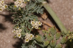 Capnophyllum africanum