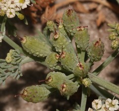 Capnophyllum africanum