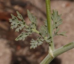 Capnophyllum africanum
