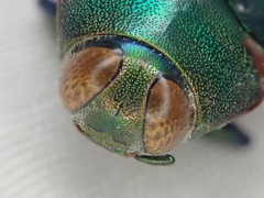 Colobogaster resplendens