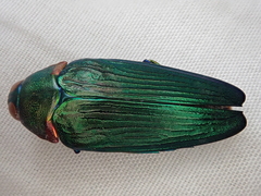 Colobogaster resplendens