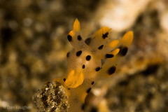 Thecacera