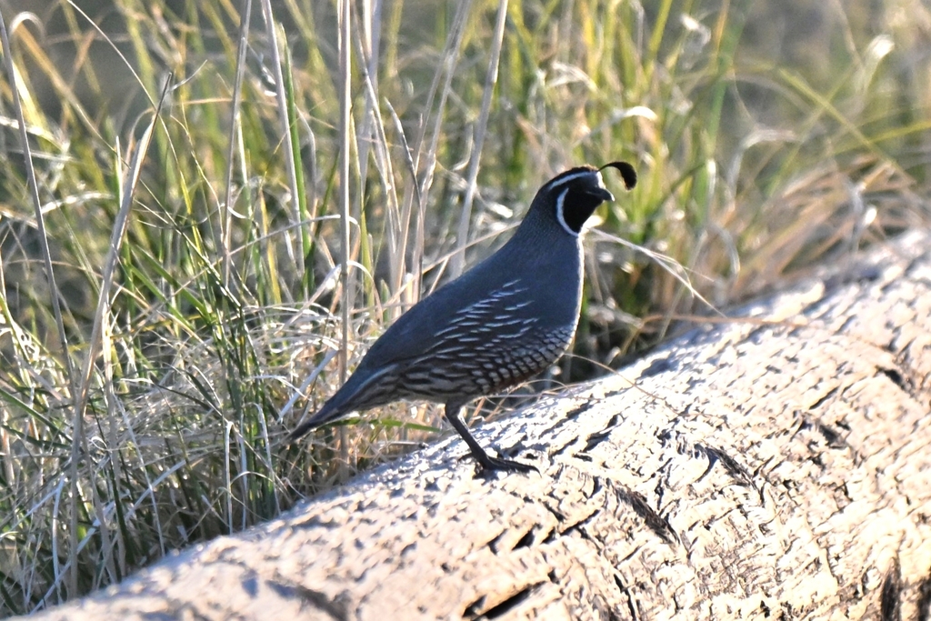 Owen Valley Quail