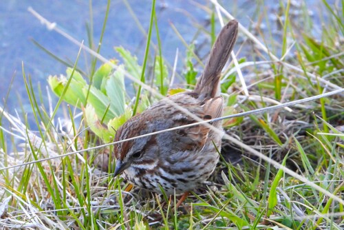 Song Sparrow photographed in Wyoming