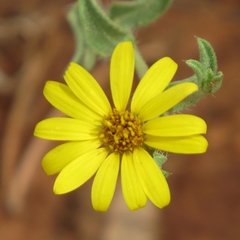 Heterotheca polothrix