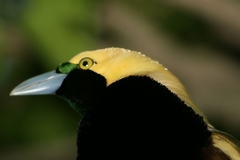 Raggiana Bird-Of-Paradise photo 2
