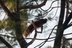 Raggiana Bird-Of-Paradise photo 4