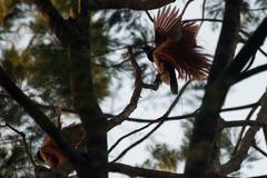 Raggiana Bird-Of-Paradise photo 3