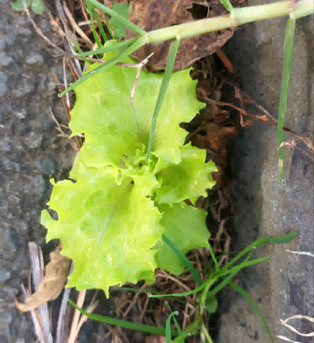 Garden lettuce