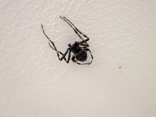 Walnut Orbweaver