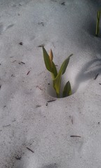 Erythronium montanum