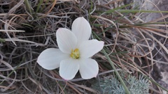 Zephyranthes chichimeca