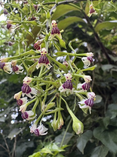 Epidendrum piliferum Rchb.f.