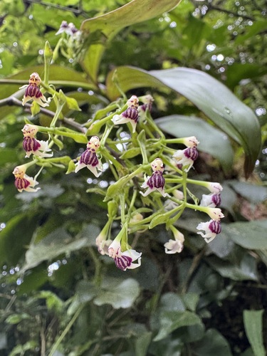 Epidendrum piliferum Rchb.f. 2